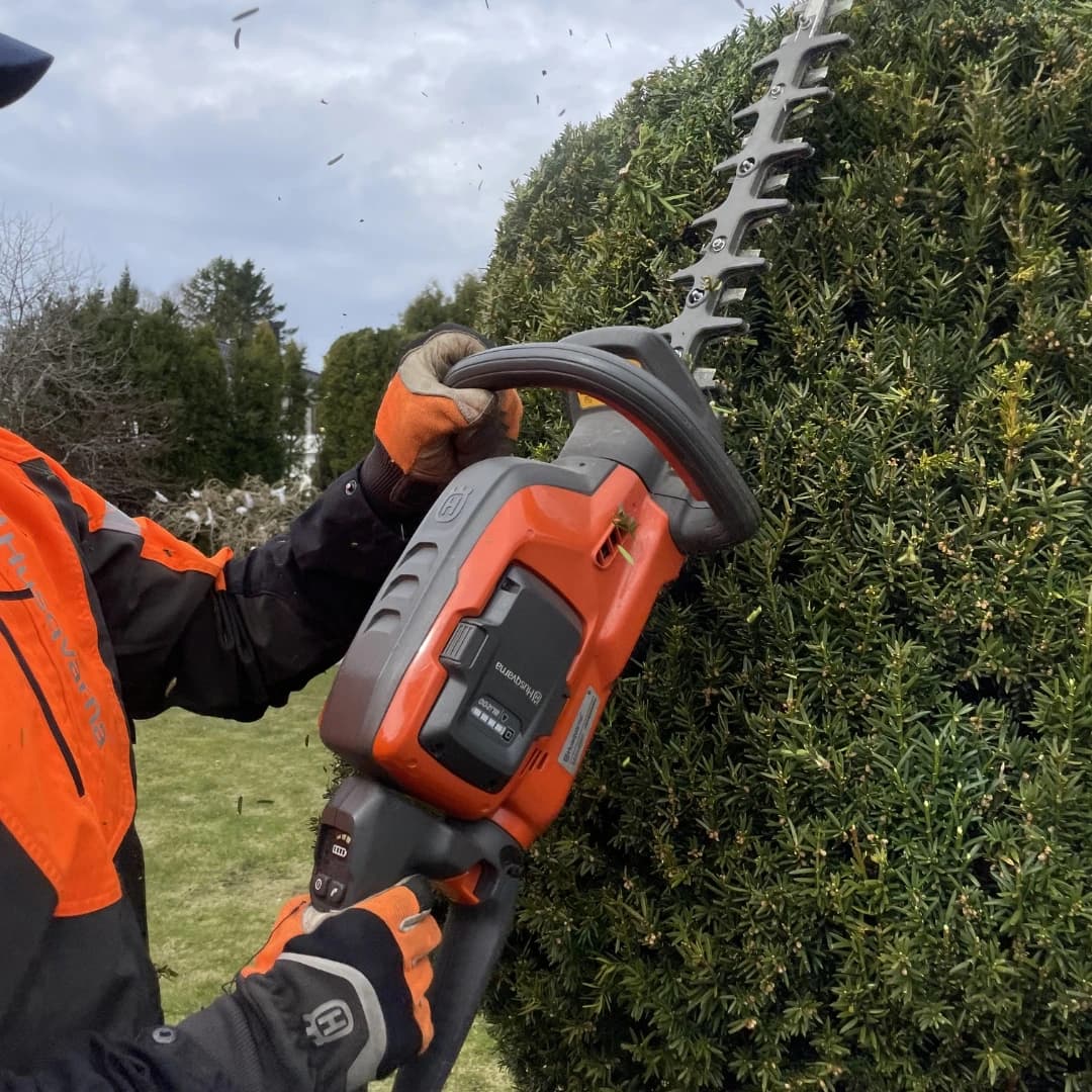 Häckborttagning och stubbfräsning Professionell borttagning av häck
